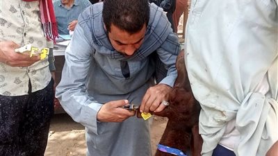 الطب البيطري بسوهاج يسلم 298 رأس أغنام للمستفيدين بقرى المراغة وساقلتة