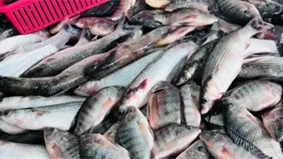 أسعار السمك في القليوبية السبت 4 أبريل 2026