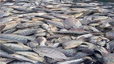 حماية البحيرات تنفي زيادة أسعار الأسماك وتؤكد توافرها بأسعار مناسبة