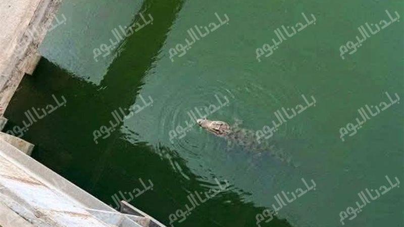 الصورة التى تم تداولها