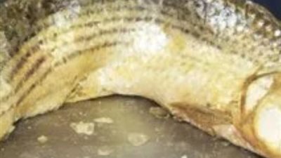 كيف تفرق بين الفسيخ السليم والفسيخ الفاسد.. إليك التفاصيل