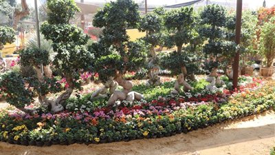 تمديد معرض زهور الربيع حتى نهاية مايو.. وإعفاء العارضين دعمًا للإقبال المتزايد