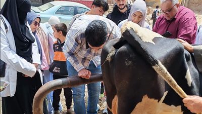 علاج 645 حيوان و3740 طائر بقافلة مشتركة بين الطب البيطري وجامعة كفر الشيخ