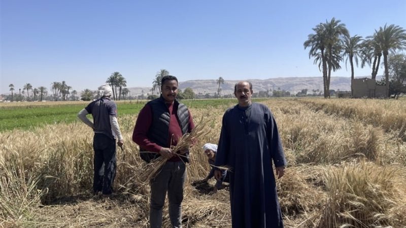 جانب من حصاد القمح