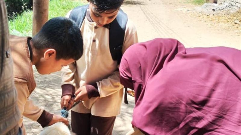 تطعيم الكلاب الضالة
