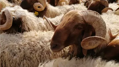 تعرف على أسعار اللحوم والأضاحي في أول أيام عيد الأضحى المبارك