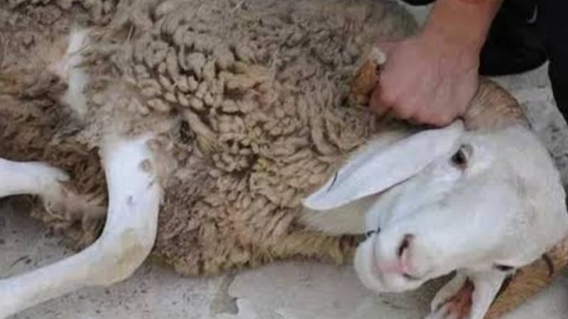 صورة تعبيرية