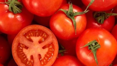 مركز البحوث الزراعية يكشف عن أضرار دودة الطماطم وأخطارها على المحصول