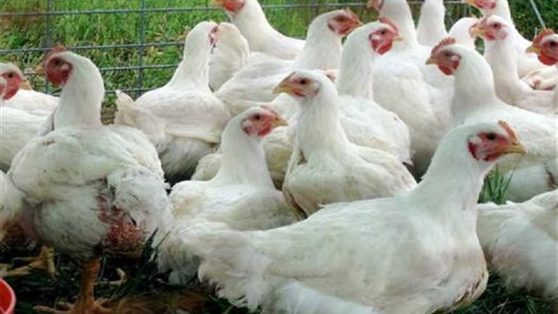 أسعار الدواجن اليوم