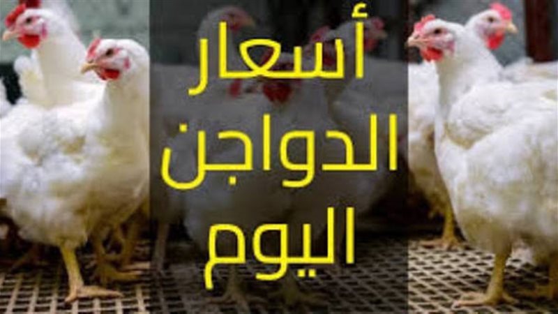 سعر الدواجن
