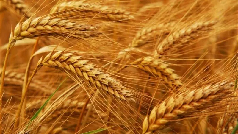 سعر القمح 