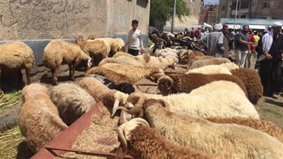 شعبة القصابين: أسعار اللحوم ارتفعت 10% قبل عيد الأضحى المبارك