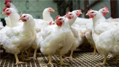 شائعات هزّت سوق الدواجن.. عضو بالنواب يتقدم بطلب إحاطة عاجل للرقابة على المزارع