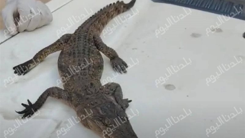 التمساح قبل نقله