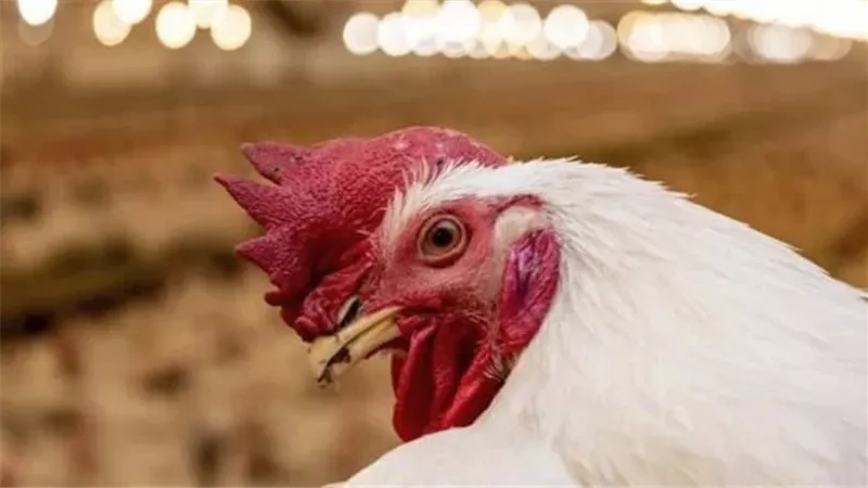 أسعار الدواجن