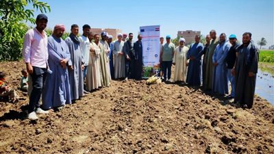 زراعة سوهاج تواصل تنفيذ المدارس الحقلية لنشر الممارسات الحديثة بمحصول الذرة الرفيعة