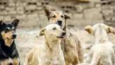 محافظ القاهرة.. افتتاح أول 