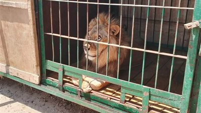 الطب البيطري بشمال سيناء يجري متابعة مفاجئة للحيوانات بالسيرك الروسي