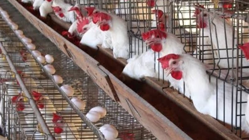 صورة تجمع بين بيض المائدة والفراخ الداجنة 