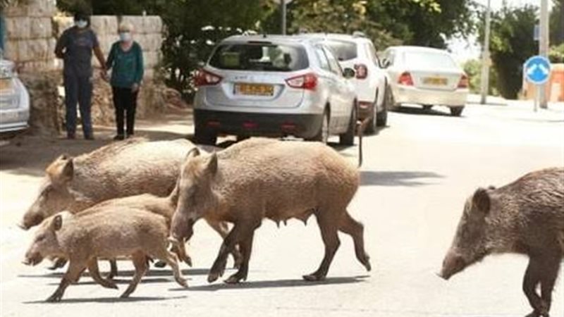 الخنازير في شوارع