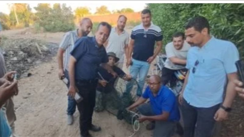 السيطرة على تمساح