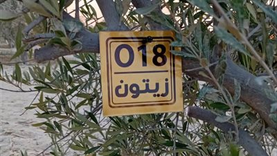 زراعة شمال سيناء تبدأ حصر وتكويد الأشجار بمدينة نخل للحفاظ على الغطاء النباتي