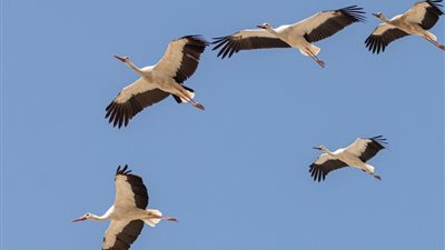 نقيب السياحيين لـ«بلدنا اليوم»: الطيور المهاجرة قد تدر مليارات الدولارات على مصر