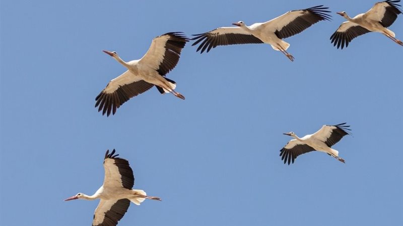 صورة تعبيرية
