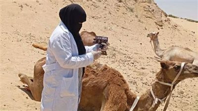 حملة بيطرية لمتابعة الحالة الصحية للهجن بمضمار السباقات بالعريش