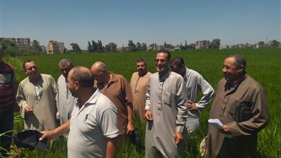 زراعة كفر الشيخ تكثف الجولات الميدانية لدعم المزارعين وحماية المحاصيل الصيفية
