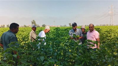 ندوة إرشادية بكفر الشيخ لتعزيز إنتاجية القطن ودوار الشمس بالتكثيف المحصولي