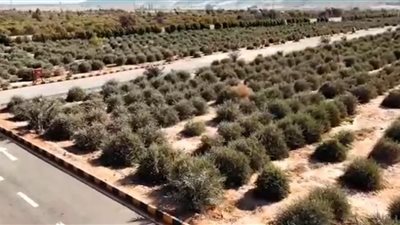 استصلاح الغابات الشجرية بسوهاج يدخل قائمة الـ10 الأوائل بجائزة مصر للتميز الحكومي