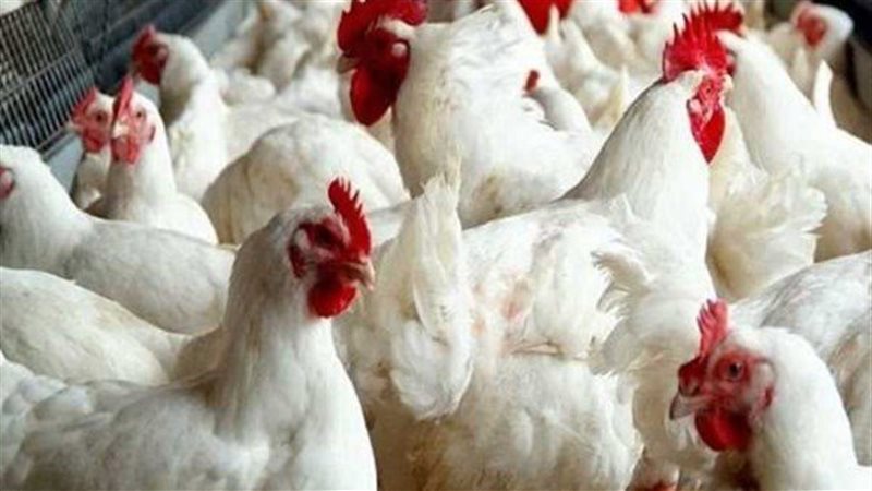 أسعار الدواجن اليوم 